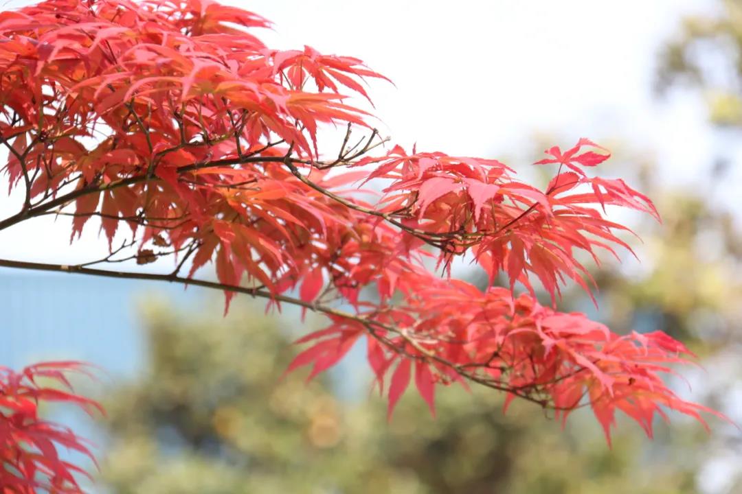 1618793272451524.jpg 125.jpg